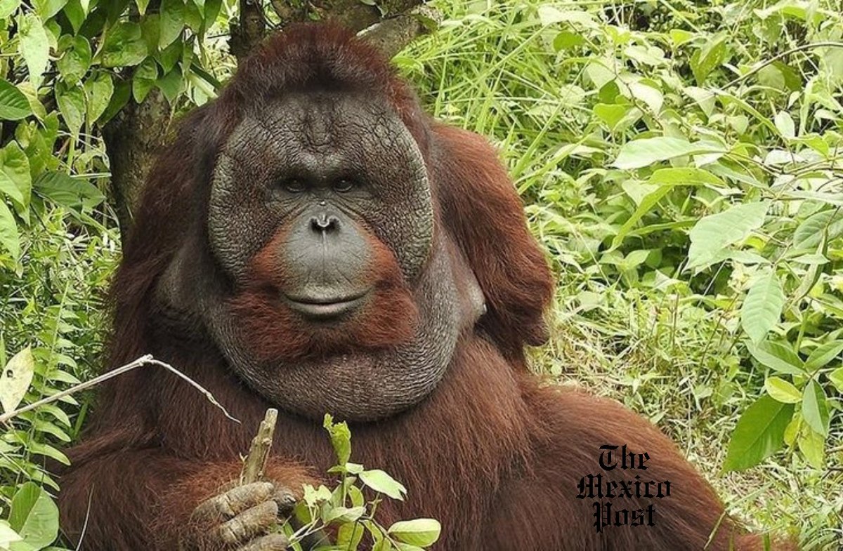 MexicoPost's tweet photo. Un #orangután, que perdió ambos brazos tratando de escapar de sus #captores aprendió a trepar árboles y encontrar comida usando sus #patas, finalmente 'se graduó' de la Escuela Forestal de la Fundación de Supervivencia de Orangutanes de #Borneo. https://t.co/cV0VHsqEPa