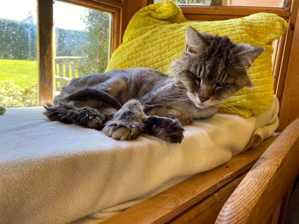 ShropsCatRescue's tweet photo. #MondayMotivaton ~ #acatslife the Villagers 'do their own thing' Doris resting in the summerhouse, Lucy in a bed that is definitely hers!! Mindy back on #gateduty and Elsa having just left the greenhouse (her residence now ~ away from it all) to have a stroll round the Shelter 🐾 https://t.co/FM2KVes6nf