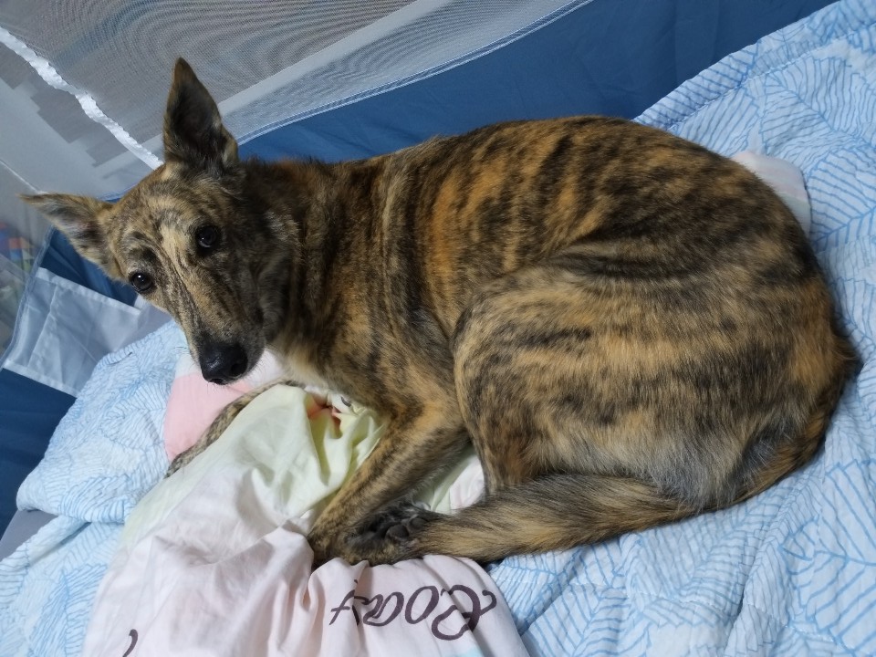 비가 너무 많이와서 심기불편하신 라떼님..