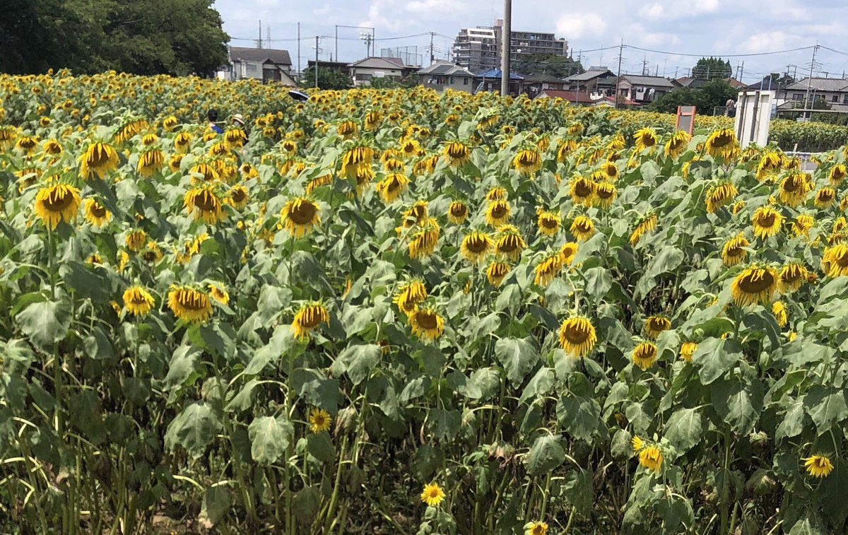 caterpyrun's tweet image. 梅雨明けしましたね☀️
走る人は熱中症に気をつけて走りましょう🏃‍♂️
水分とミネラルを取ってくださいね

#caterpy #キャタピラン＋　#キャタピーエアー＋
