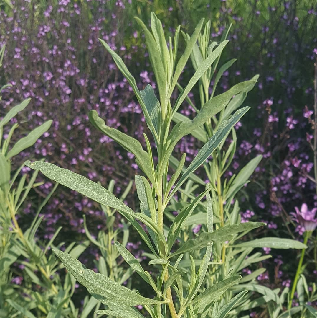 PlantPref's tweet photo. Verbena hastata 'Rosea', Atriplex canescens and Verbena officinalis 'Bampton' behind.
#verbena #verbenahastata #verbenahastatarosea #verbenaofficinalis #verbenaofficinalisbampton #atriplex #atriplexcanescens #silverleaves #insectfriendlyplants #mailorderplants #plantsbypost https://t.co/fNxD7uNtuk