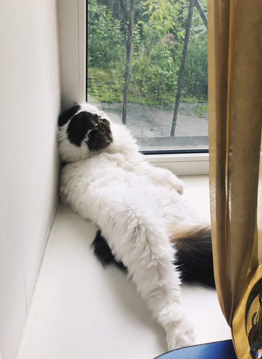 ClausCucumber's tweet photo. What do you know about comfortable position?
#cats #CatsOfTwitter #catlover #catslife #clauscucumber #meow #cutecat #lolcat #caturday #funnycat #bestmeow #sweetcat #catsofinstagram #scottishfold #scottishcat #ะบะพัั #ะบะพัะธะบะธ #mlem #whiteblackcat #fluffycat #fuzzycat #catposes https://t.co/La1scWE5Te