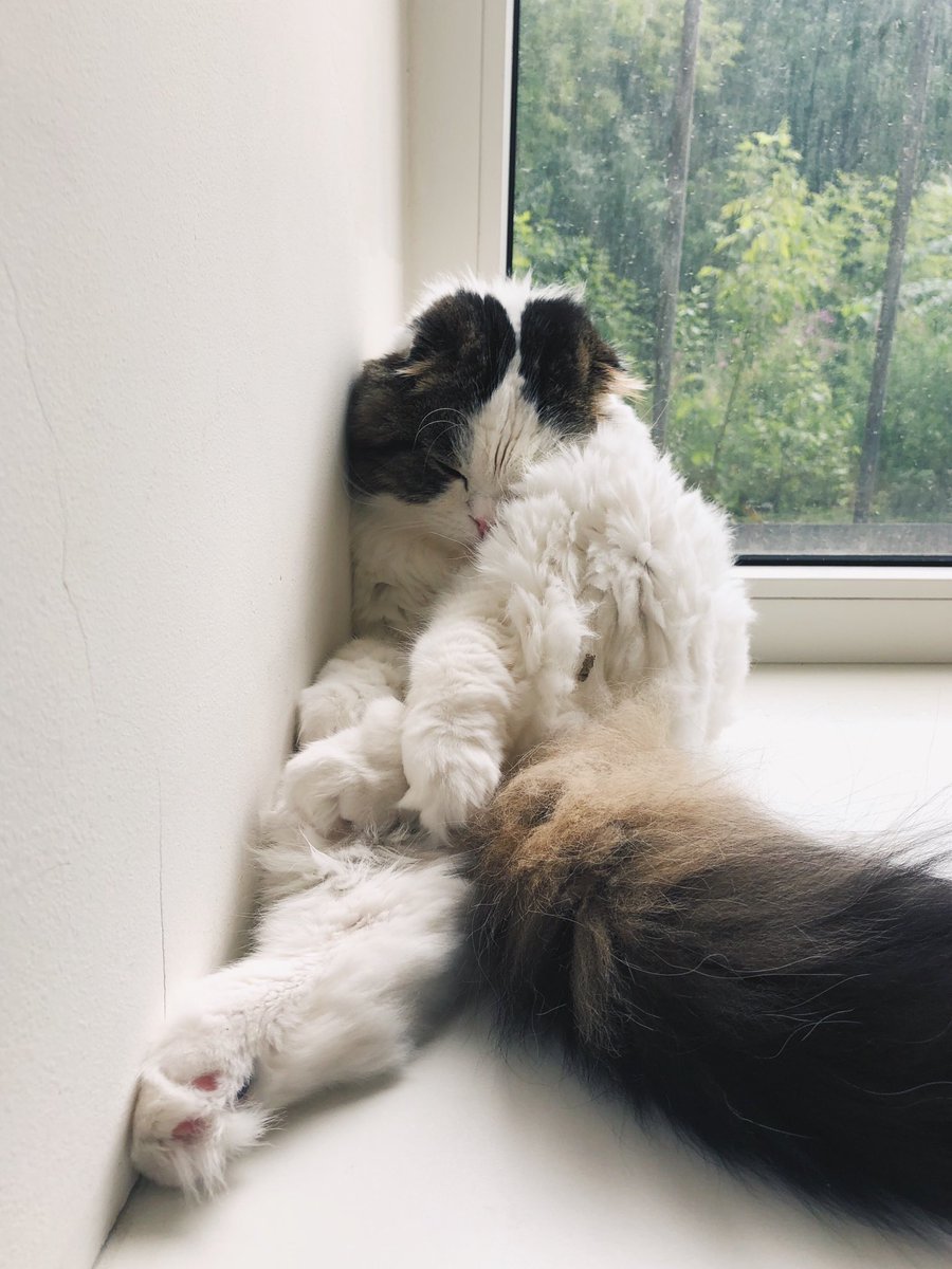 ClausCucumber's tweet photo. What do you know about comfortable position?
#cats #CatsOfTwitter #catlover #catslife #clauscucumber #meow #cutecat #lolcat #caturday #funnycat #bestmeow #sweetcat #catsofinstagram #scottishfold #scottishcat #ะบะพัั #ะบะพัะธะบะธ #mlem #whiteblackcat #fluffycat #fuzzycat #catposes https://t.co/La1scWE5Te