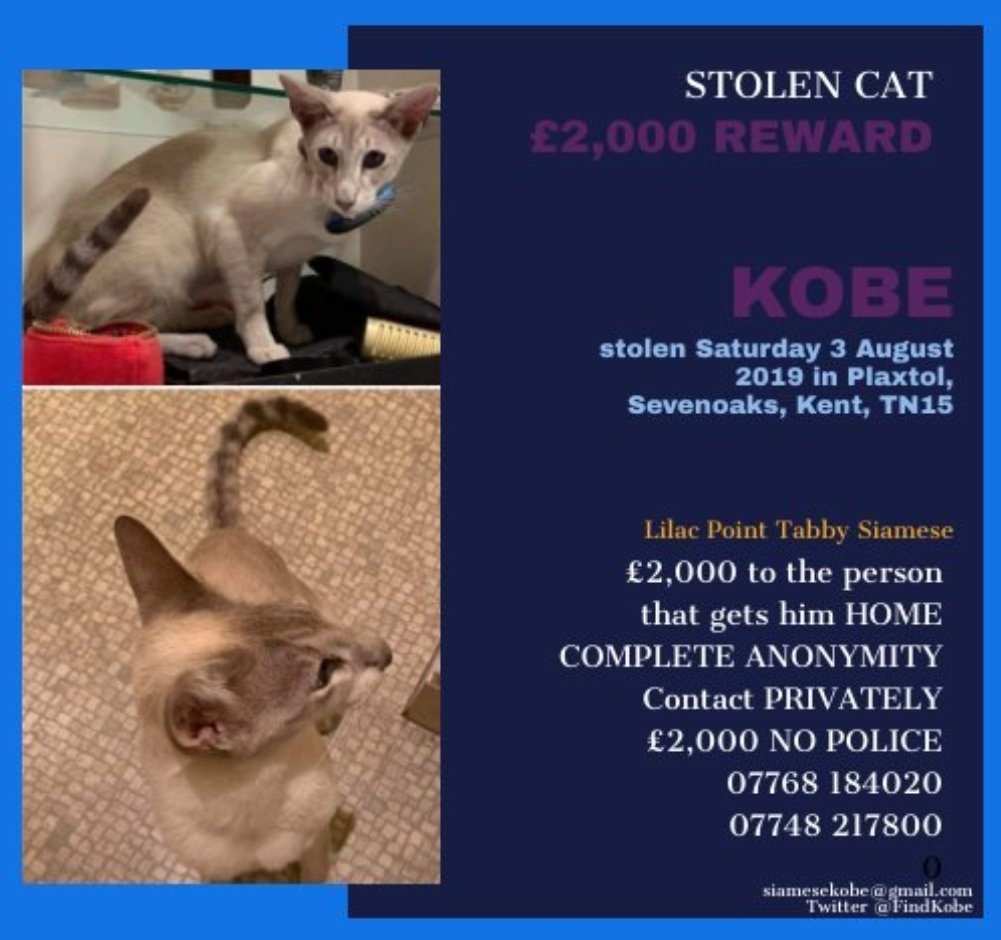 FindKobe's tweet photo. ONE YEAR 😭😭😭😭😭

STOLEN!!

YOU CAN'T JUST KEEP SOMEONE ELSE'S CAT!!

KOBE HAS A HOME AND FAMILY AND THEY ARE LOOKING FOR HIM. CHIPPED UP TO DATE!!!!

PLEASE IF YOU HAVE HIM OR KNOW WHO DOES PLEASE SPEAK TO US. NO POLICE. NO NAMES. 

REWARD!!!! DETAILS ON POSTERS 
#FINDKOBE https://t.co/9QMWtiOJ1X