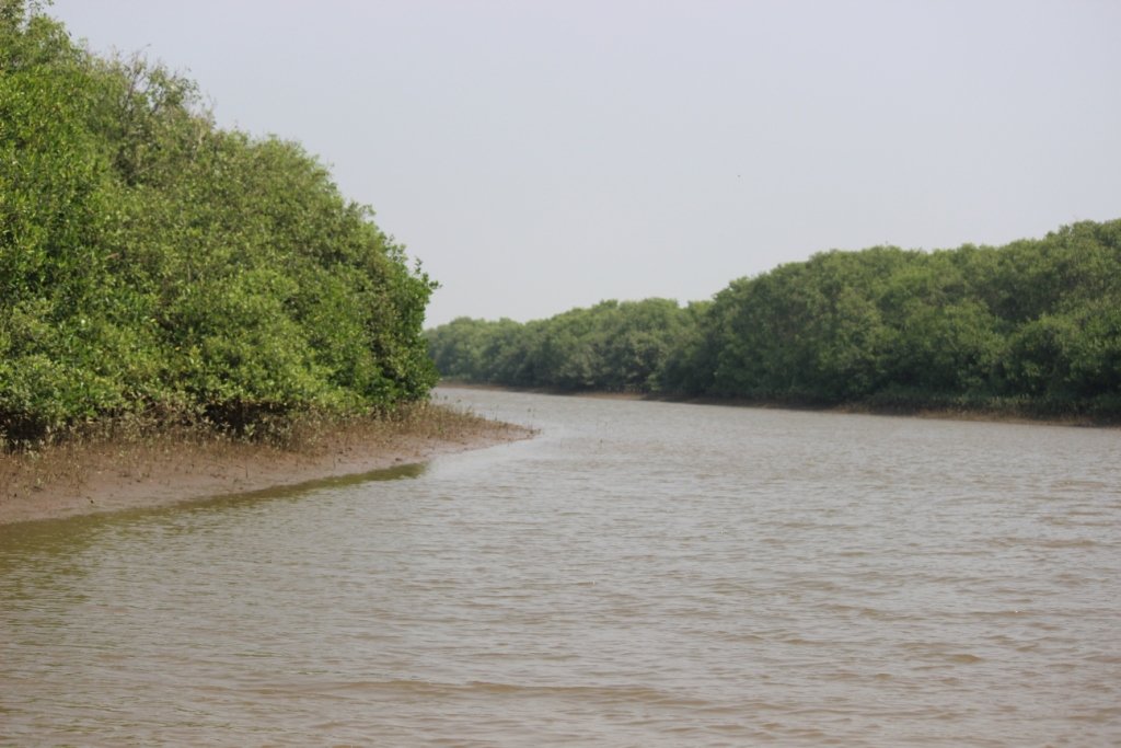 SovakarBYadav's tweet photo. @UNEP
@moefcc
@ForestDeptt
Mangrove forest is not only help environment from degradation but also gives livelihoods to hundreds of fisher families. Thanks a lot Puri WL Division and Astarang WL Range for the noble work.
#Mangroves
#DeviCoast
#Fisherfolk
#NaturePhotography https://t.co/D7OYYPSvSW