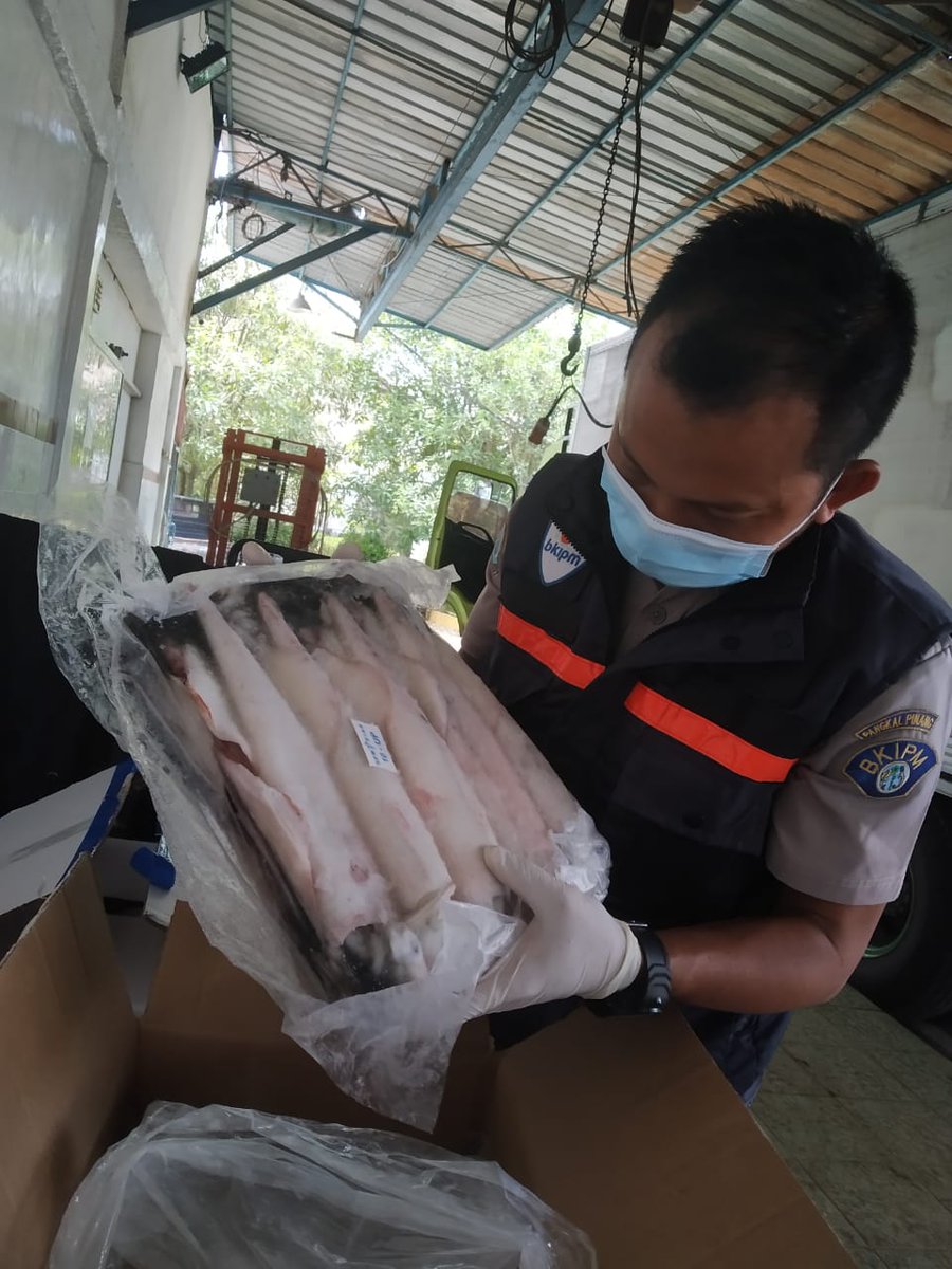 bppmhkp_babel's tweet photo. 3/8 Halo Sahabat Cikar!
Tim #Cikar sedang melakukan Stuffing dan Pemeriksaan Organoleptik PT. CBLA Komoditas Ikan dan Cumi Beku Tujuan Australia. https://t.co/wTg2cQt8dm