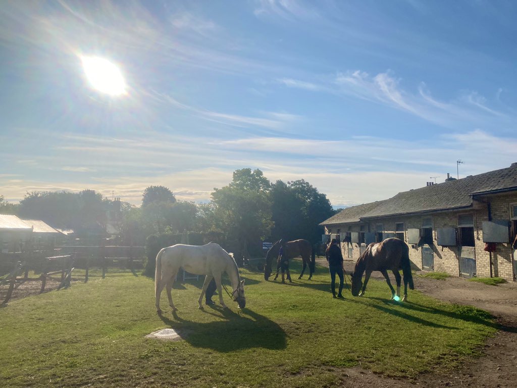 JohnWathenBerry's tweet photo. Very peaceful back in the yard after first lot on a pleasant August Monday morning @NewmarketGallop @Roy__Rocket #Delatite #DasKapital https://t.co/8DVEtCva0c