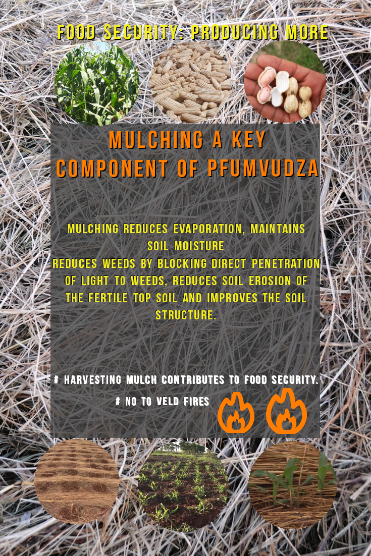 Optimization of productivity 
# Pfumvudza
# Turning around the Agric sector 
<a href="/basera_john/">John Basera</a> @tendaishe1994 <a href="/JohnMuchenje4/">John Muchenje</a> <a href="/selinasakupwan1/">selina sakupwanya</a> <a href="/CMunhutu/">Dzidzai Caleb Munhutu</a> <a href="/WendyMadzura/">Wendy Matashu Madzura</a> <a href="/ZivanayiG/">Zivanayi Gonzo</a>