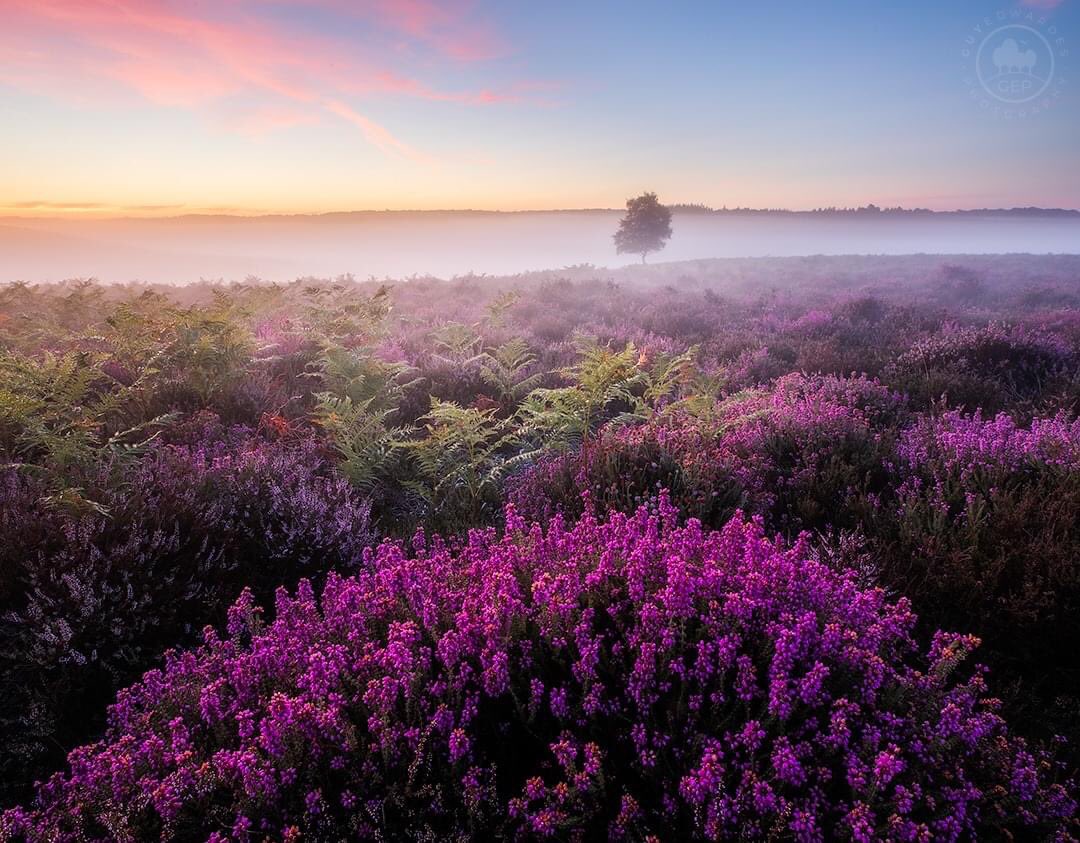A revisit to this beautiful spot in the New Forest last week at the end of another all night 1-2-1 workshop.

© Guy Edwardes Photography

#heathland #visithampshire #hampshirenature #landscape #guyedwardes #heather #sunriselandscapes #canonuk #adobelightroom