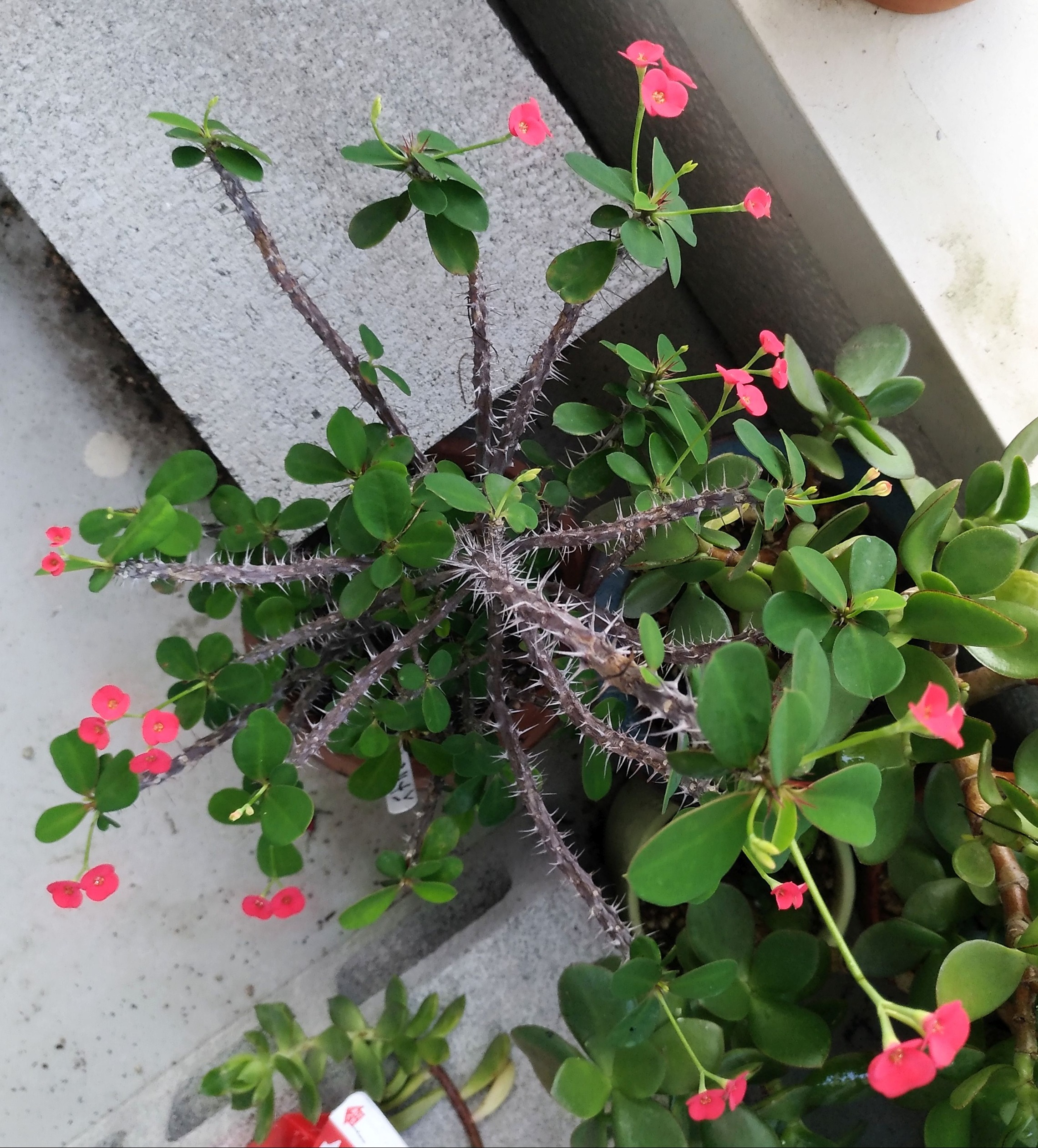 تويتر こころんグリーン على تويتر ハナキリンの赤い花が 増えてきたようです 葉っぱの数も 多くなってきています このまま どんどん花咲いて欲しいです ハナキリン 赤い花 葉っぱ 多肉植物 園芸品種 夏の花 夏 園芸 ガーデニング 熊本市南区