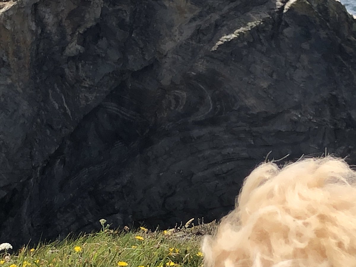 Geochem_Pip's tweet photo. Lilly’s Cornwall Field Diaries- Followed the middle to early-upper Devonian coastline from Trevone to Hawkers Cove. Colour variations in the slates due to iron oxide compositions, which depends on the climate. Are the recumbent folds better in the outcrop or Louie’s tail? https://t.co/L0rypDvITA