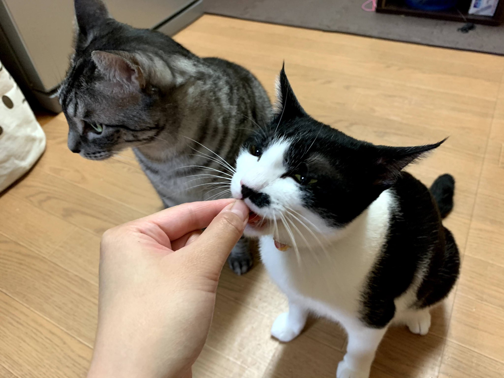 猫のパン Twitter Search Twitter