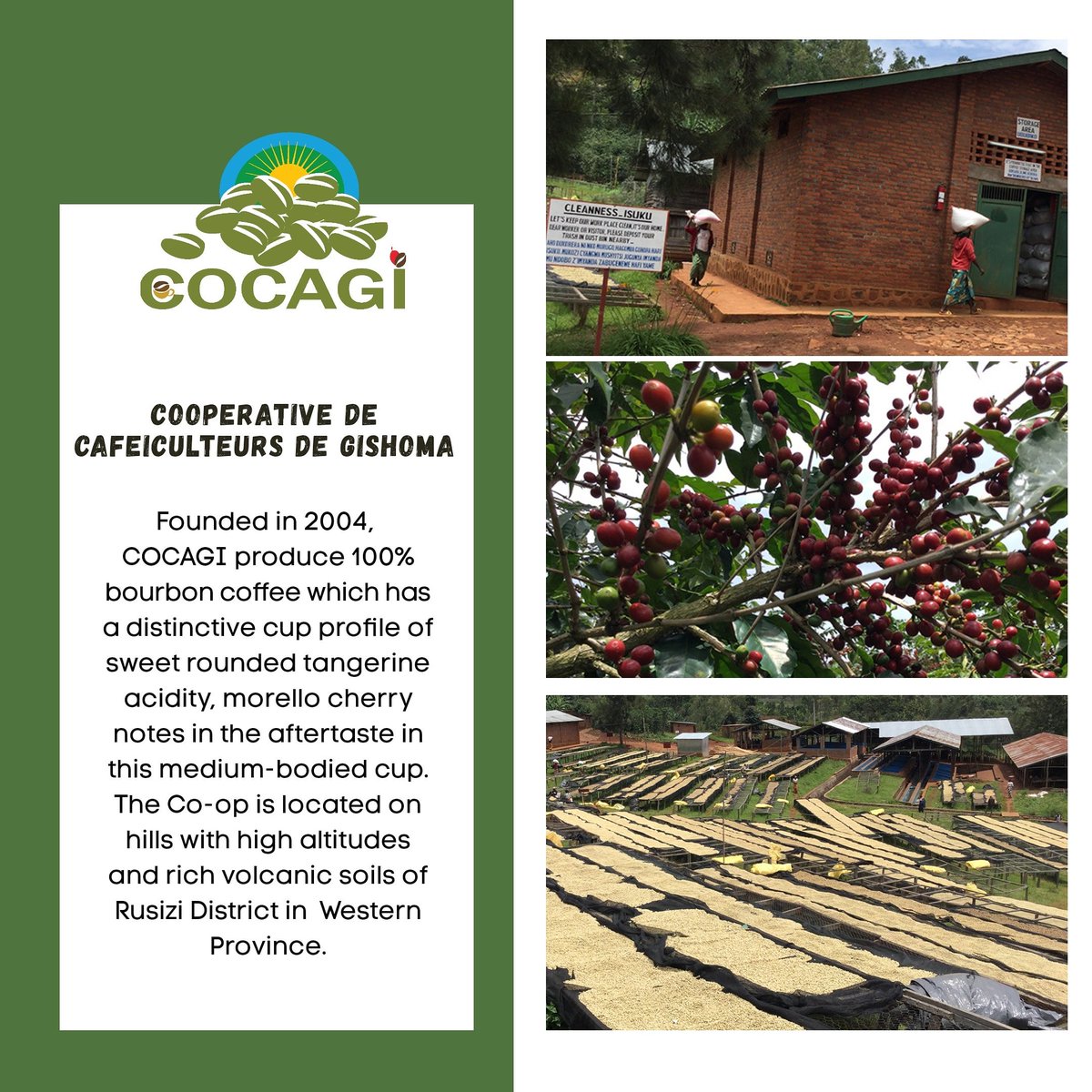 rwashoscco's tweet photo. Co-operative des Cafeiculteurs de Gishoma (COCAGI) is in Rusizi district, Western Province. 
This region is blessed with the perfect climate to produce specialty coffee with high altitudes and rich volcanic soils. 
#RwOT #RwandanCoffee https://t.co/TpttpAMnUW