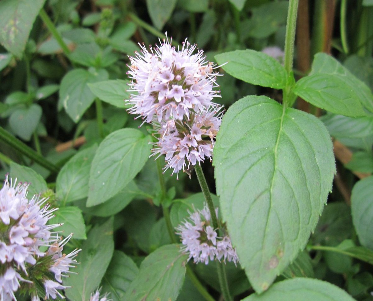 Mick Crawley Round Leaved Mint Mentha Suaveolens Left Is Told From Water Mint Right By Its Sessile Not Petiolate Leaves And Narrower More Elongated Flower Head 5 15mm Across Not 12 25mm T Co Tgvxrwd6d7 Mick Crawley Round Leaved Mint Mentha Suaveolens Left Is Told From Water Mint Right By Its Sessile Not Petiolate Leaves And Narrower More Elongated Flower Head 5 15mm Across Not 12 25mm T Co Tgvxrwd6d7