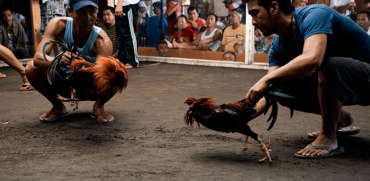 Sabung The kid fight scene reminded me of cockfights/sabong #toh #TheOwlHouse