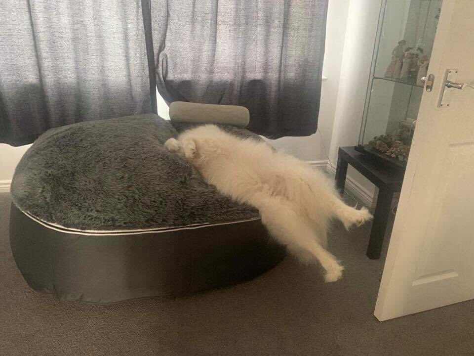 Mmmm .. nothing to see here 🤔 .. just a girl having a snooze 😂😂😂 can’t possibly be comfy #LouLou #samoyed #funnydogs #dogsdotheweirdestthings #samoyedsoftwitter #samoyedlife #smilingdogs #furry #dogsoftwitter #sleeping #funnygirll #samoyedlove #triooffluff #sleepingdog #dogs