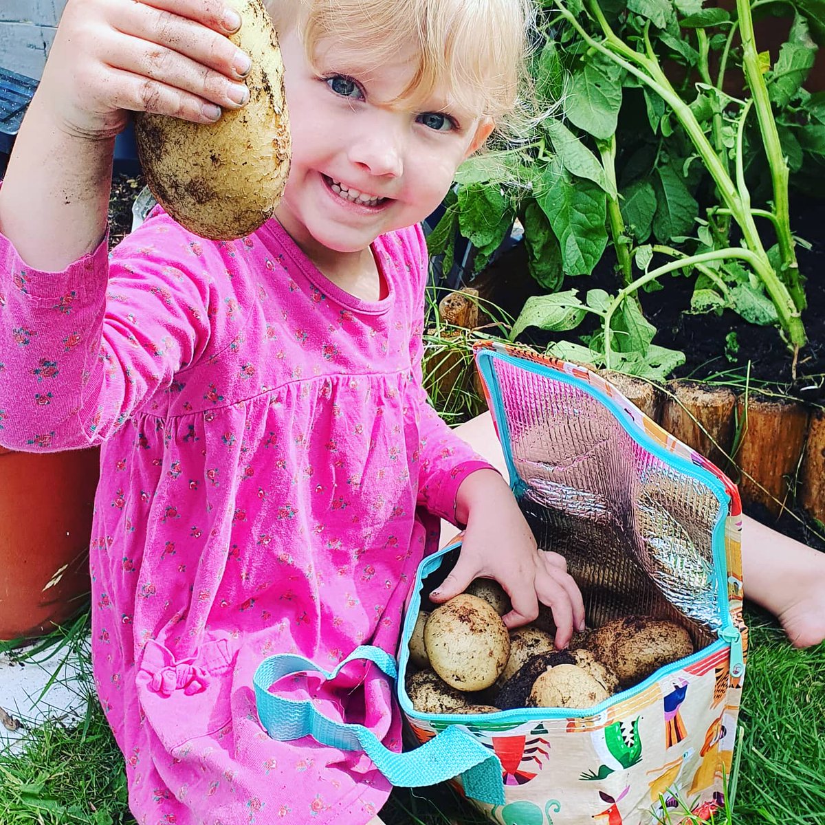 25 Tatties 🥔

This year, we tried  growing potatoes for the first time. We dedicated a tiny patch of our garden to seed potatoes and managed to dig up 25 tatties! It just shows what  you can grow even in the smallest of spaces. 

#growyourown