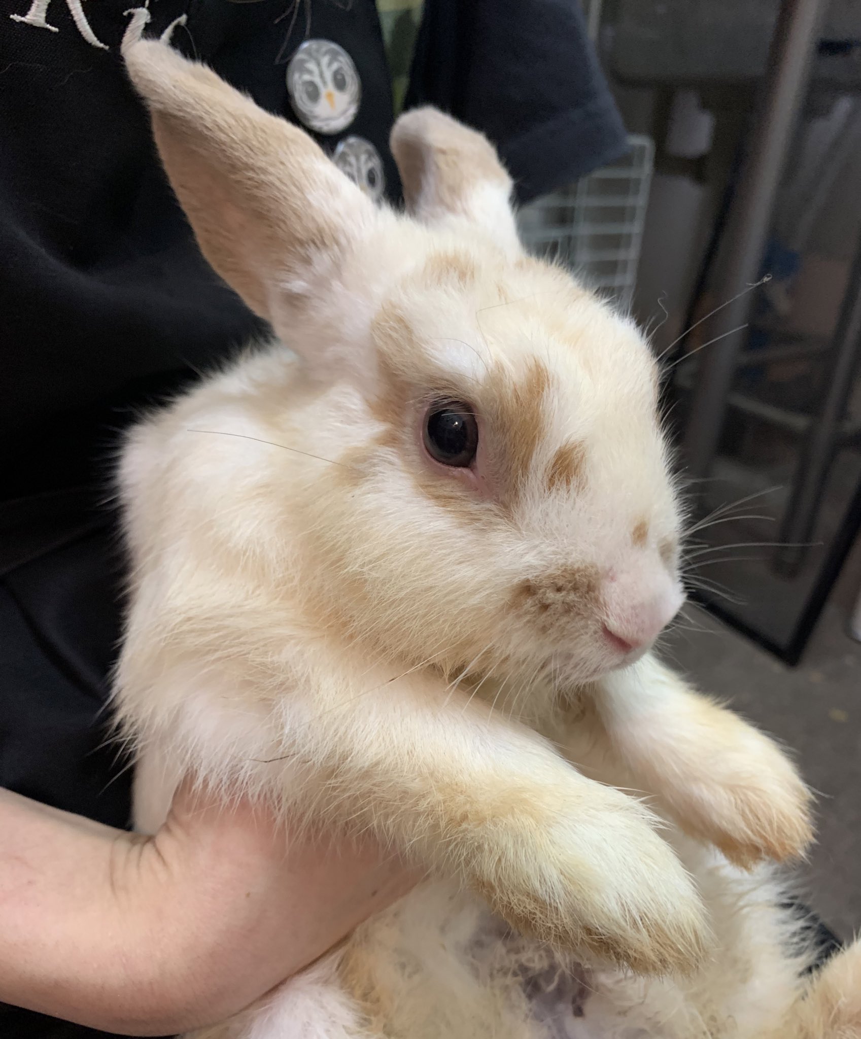 ふくろうカフェricky仙台店スタッフ 緊急 里親募集 多頭飼育崩壊の現場からうさぎさん達をレスキューしてきました 仙台店には1歳くらいのオス2羽が到着しました 新しい家族になってくれる方に完全無償でお引渡し致します よくない環境で ふくろうカフェricky仙台店スタッフ 緊急 里親募集 多頭飼育崩壊の現場からうさぎさん達をレスキューしてきました 仙台店には1歳くらいのオス2羽が到着しました 新しい家族になってくれる方に完全無償でお引渡し致します よくない環境で