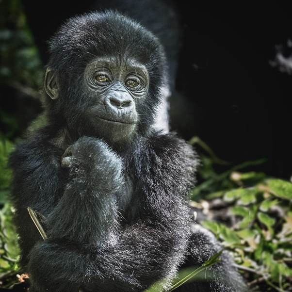 AdventuresFrena's tweet photo. Tell Me what is your AIM???
My aim is to be a Modeller.

#Uganda #FrenaAdventure #chimpanzee #rwanda #africa #wildlife #chimp #nature #wildlifephotography #travel #nationalpark #rainforest #conservation #forest #apes #greatape #animals #safari #endangeredspecies #ape #visitrwanda https://t.co/3hAbw1Ue5C