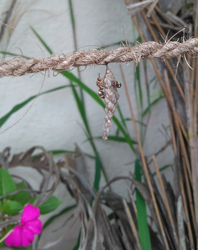 PiReserch's tweet photo. Ropalidia jacobsoni, id-ed by Thresi. Love the camouflage in the first pic.. https://t.co/TWKLKJEl2M