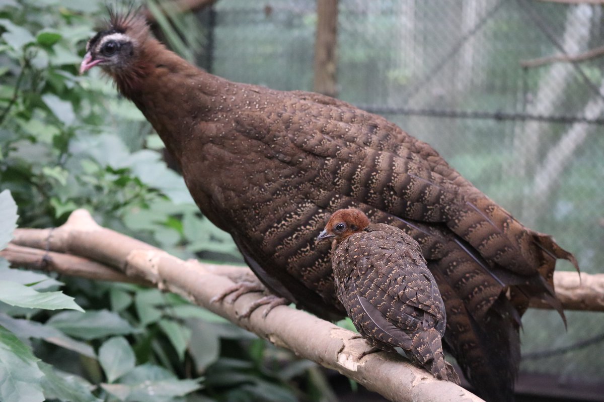 公式 横浜市立よこはま動物園 ズーラシア 日中は地面にいることが多いカンムリセイランですが 夜間は木の上で休みます ヒナも上に飛べるようになりました 木の上でも母親の胸元に入って寝るようです おやすみ ズーラシア Zoorasia カンムリ