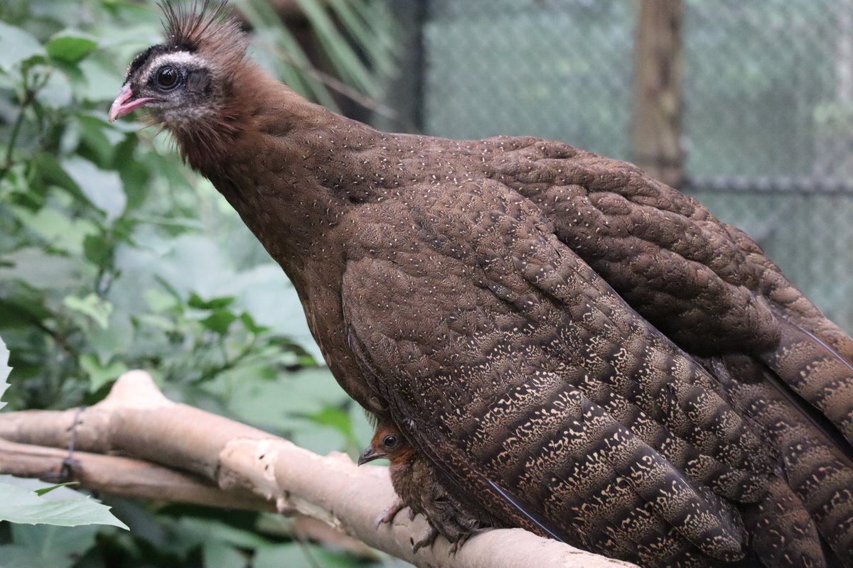 公式 横浜市立よこはま動物園 ズーラシア 日中は地面にいることが多いカンムリセイランですが 夜間は木の上で休みます ヒナも上に飛べるようになりました 木の上でも母親の胸元に入って寝るようです おやすみ ズーラシア Zoorasia カンムリ