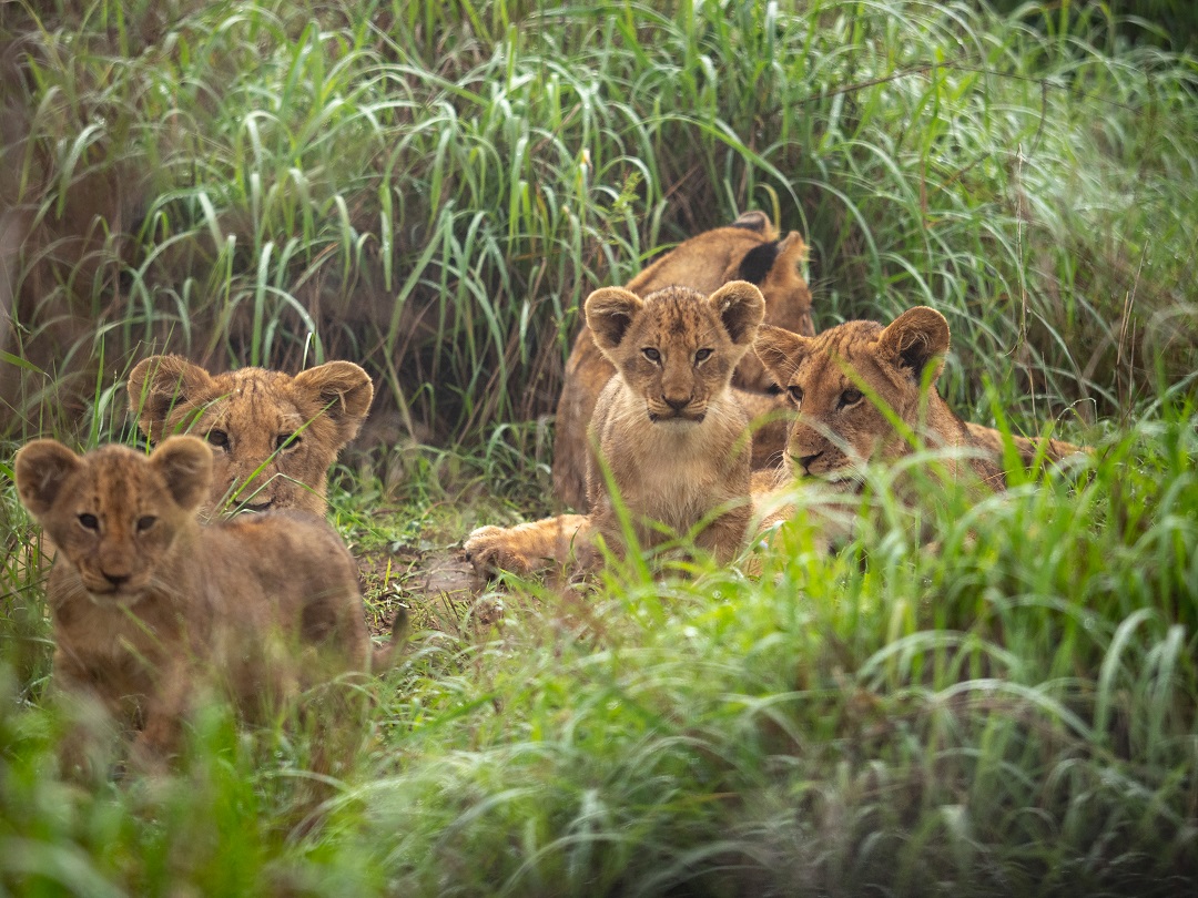 WeAreWilderness's tweet photo. A few years ago, gorillas were the only draw to the beautiful, once-war-torn #Rwanda. But today, the country is one of #Africa’s best safari destinations. Discover #Magashi, situated in Rwanda's #AkageraNP https://t.co/Jp6LEffuYS #WildernessSafaris https://t.co/K9c22O6CjW