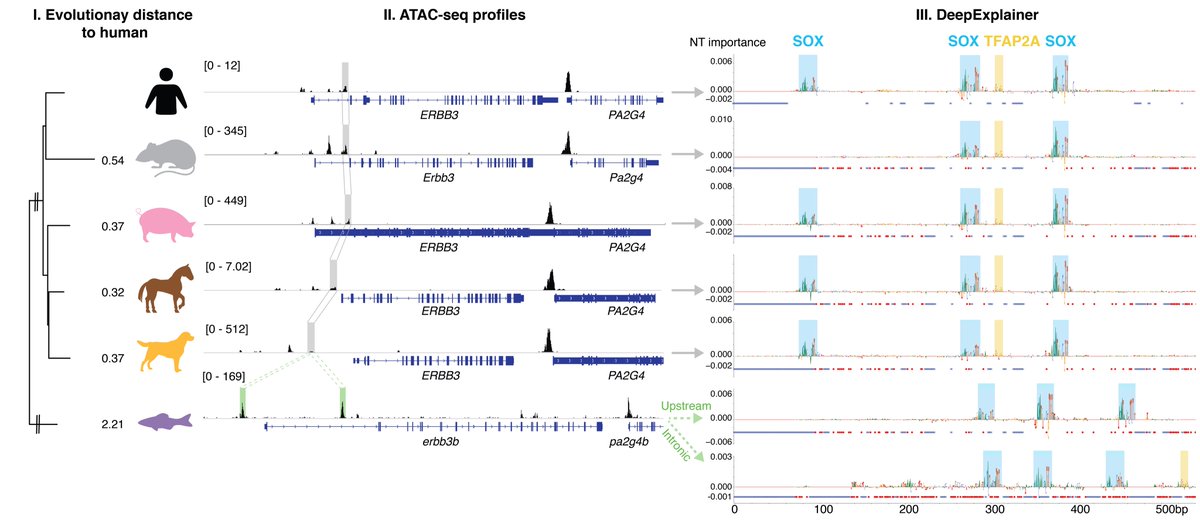 Liesbeth Minnoye (@liesbethmin) on Twitter photo Exciting to see our work on melanoma enhancer logic online in advance <a href="/genomeresearch/">Genome Research</a>! Want to learn more on how we combine comparative epigenomics and deep learning to unravel enhancer code? 👉 dlvr.it/Rcp3Jr
Great joint work with <a href="/ibrahimihsan/">Ibrahim I. Taskiran</a> & all of @steinaerts lab Exciting to see our work on melanoma enhancer logic online in advance <a href="/genomeresearch/">Genome Research</a>! Want to learn more on how we combine comparative epigenomics and deep learning to unravel enhancer code? 👉 dlvr.it/Rcp3Jr
Great joint work with <a href="/ibrahimihsan/">Ibrahim I. Taskiran</a> & all of @steinaerts lab