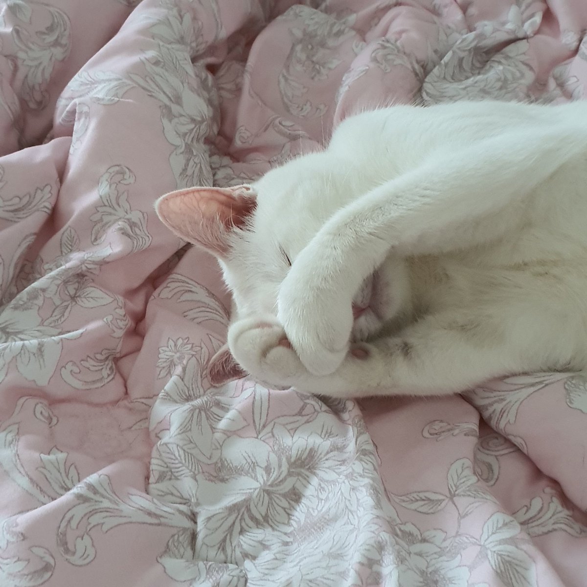 방금 병원 다녀와서 기진맥진해진 우리 막내