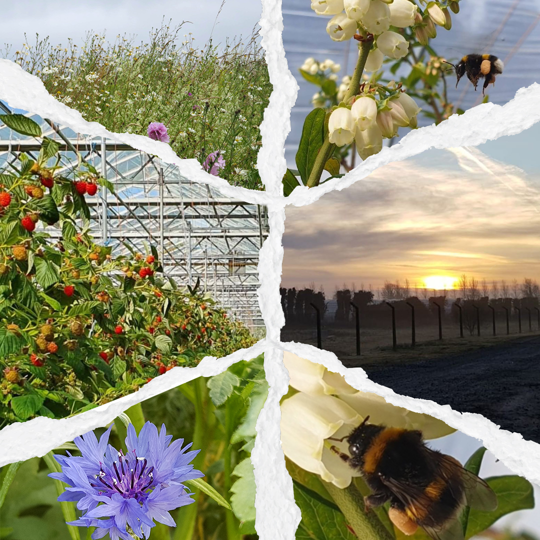 keelingsfruits's tweet photo. Do you know that we're also on Instagram?! Follow us at @keelingsfruits for even more behind-the-scenes content from the farm and to keep up with the latest berry news! 

#Keelings #Instagram #FarmSide https://t.co/0yH4ShvB7S