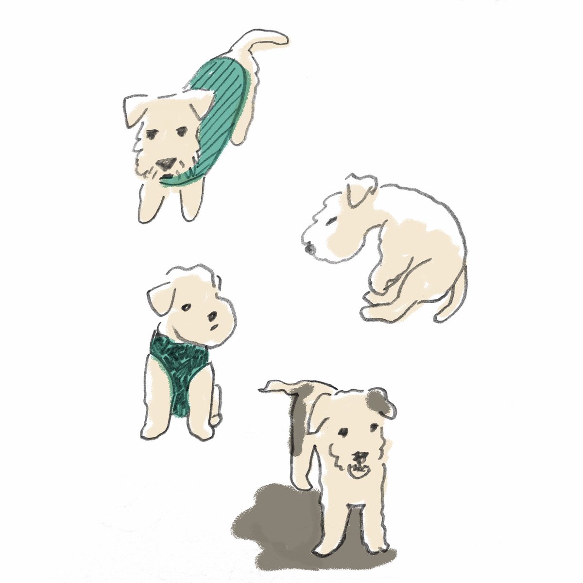 タカダマ イタリアに住む姉の愛犬 Nori のイラストを描いてみました まだ会った事はないので もっぱら写真を見て愛でています レークランドテリア わんこ イラスト イラストレーター イラストレーション ゆるいイラスト ゆるかわイラスト へた