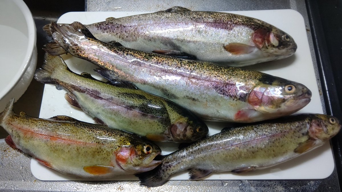 ট ইট র Hina ちんちんうさぎ 全部ニジマスっぽいけど ニジマスって見た目色々あるんだよな ドナルドソンとかスチールヘッドとか色々あるけど違いが分からねぇ