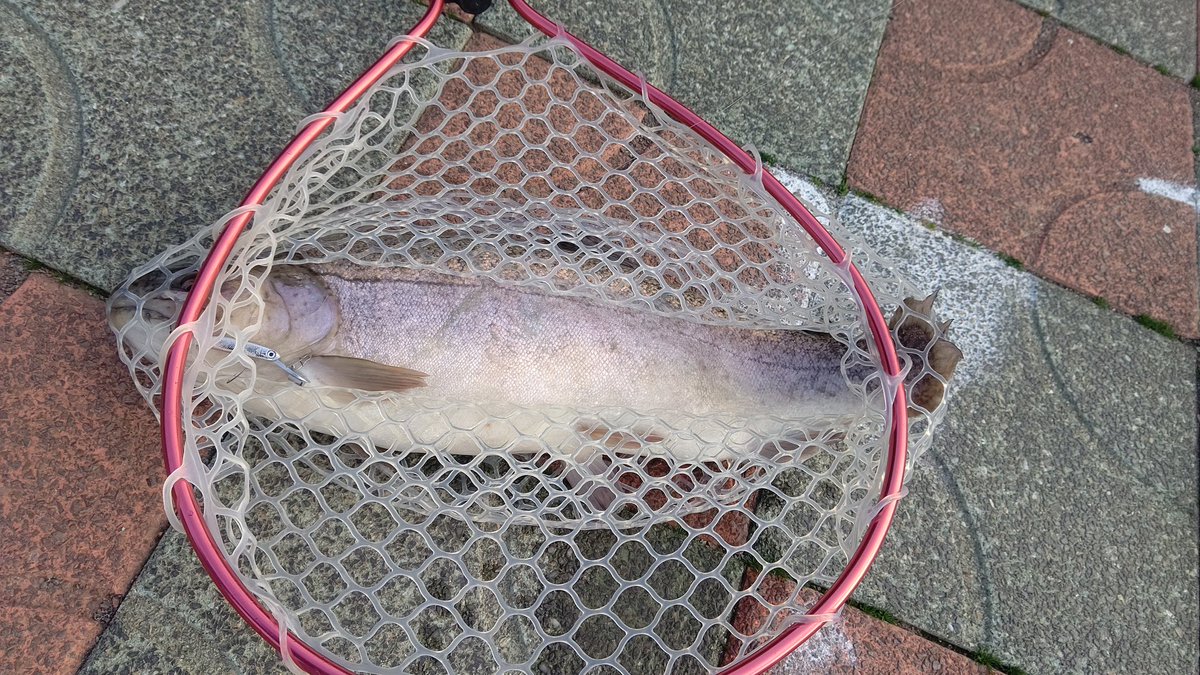 Hina ちんちんうさぎ 全部ニジマスっぽいけど ニジマスって見た目色々あるんだよな ドナルドソンとか スチールヘッドとか色々あるけど違いが分からねぇ