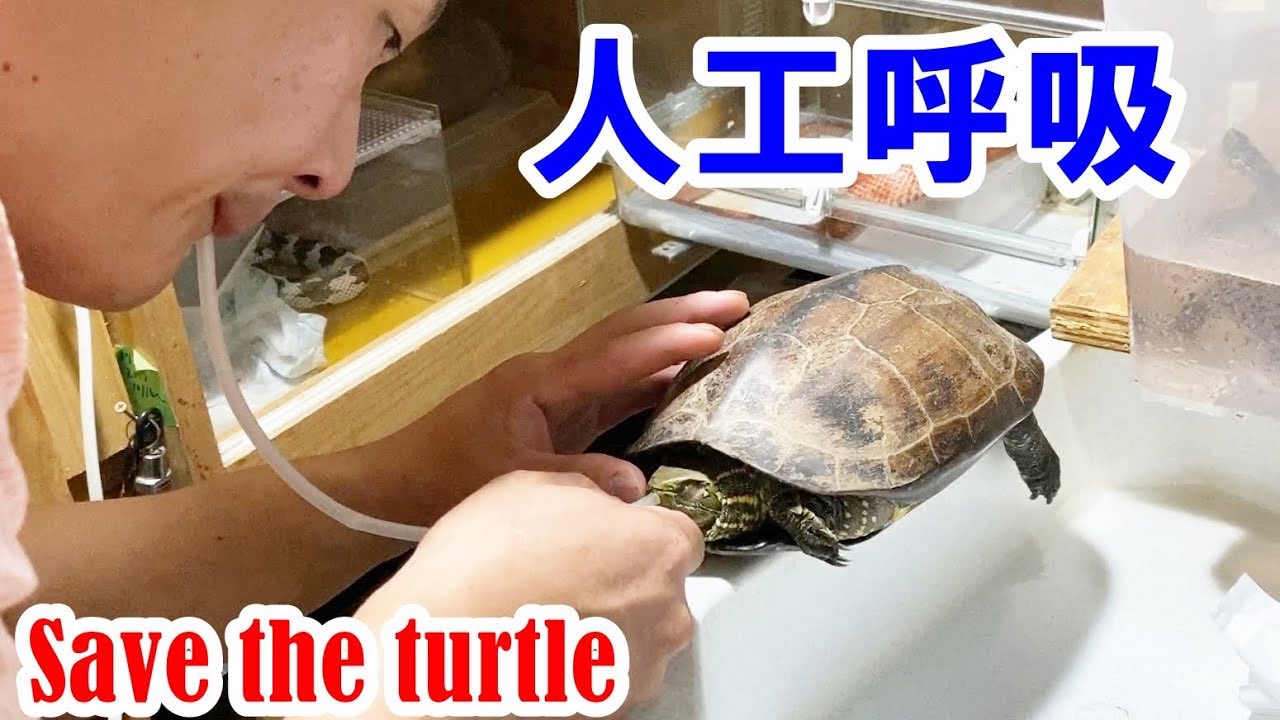 Mzまこぽん どんな状況から救い どうやって人工呼吸したかは動画で詳しくご覧ください 溺れていたカメを絶対に助けたい T Co Wdyeerlha7 T Co Gw7tvqgmug Twitter