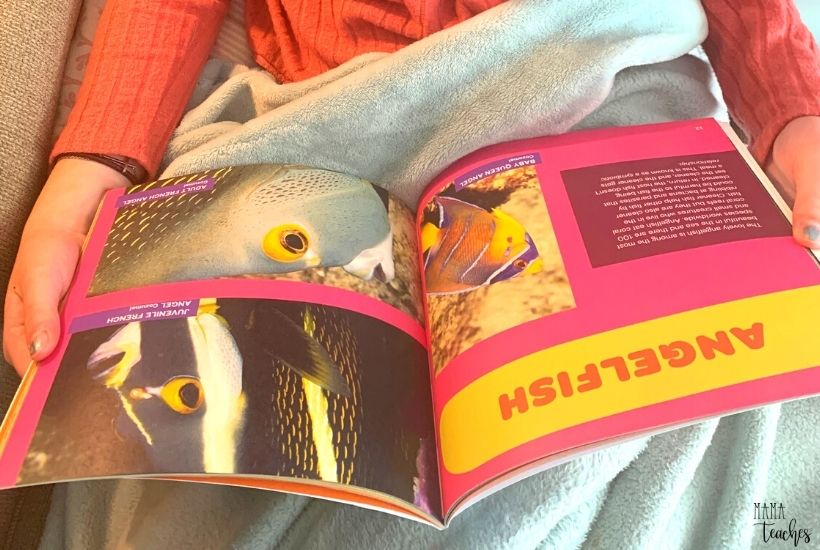MamaTeachesMe's tweet photo. Teaching Kids About Fish and Sea Life? Check out @TravelwithTam 's children's picture book, *All Fish Faces*, to learn more about fish and the oceans they live in! #sponsored https://t.co/izk9i4Xj0o #homeschool https://t.co/2hlKBqQT2K