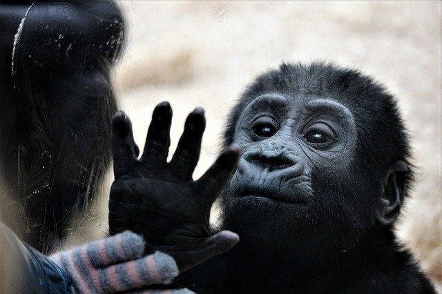 Hydroxychloroquine might ward off COVID-19—in monkeys, not in humans.
 infectioncontroltoday.com/view/new-study…