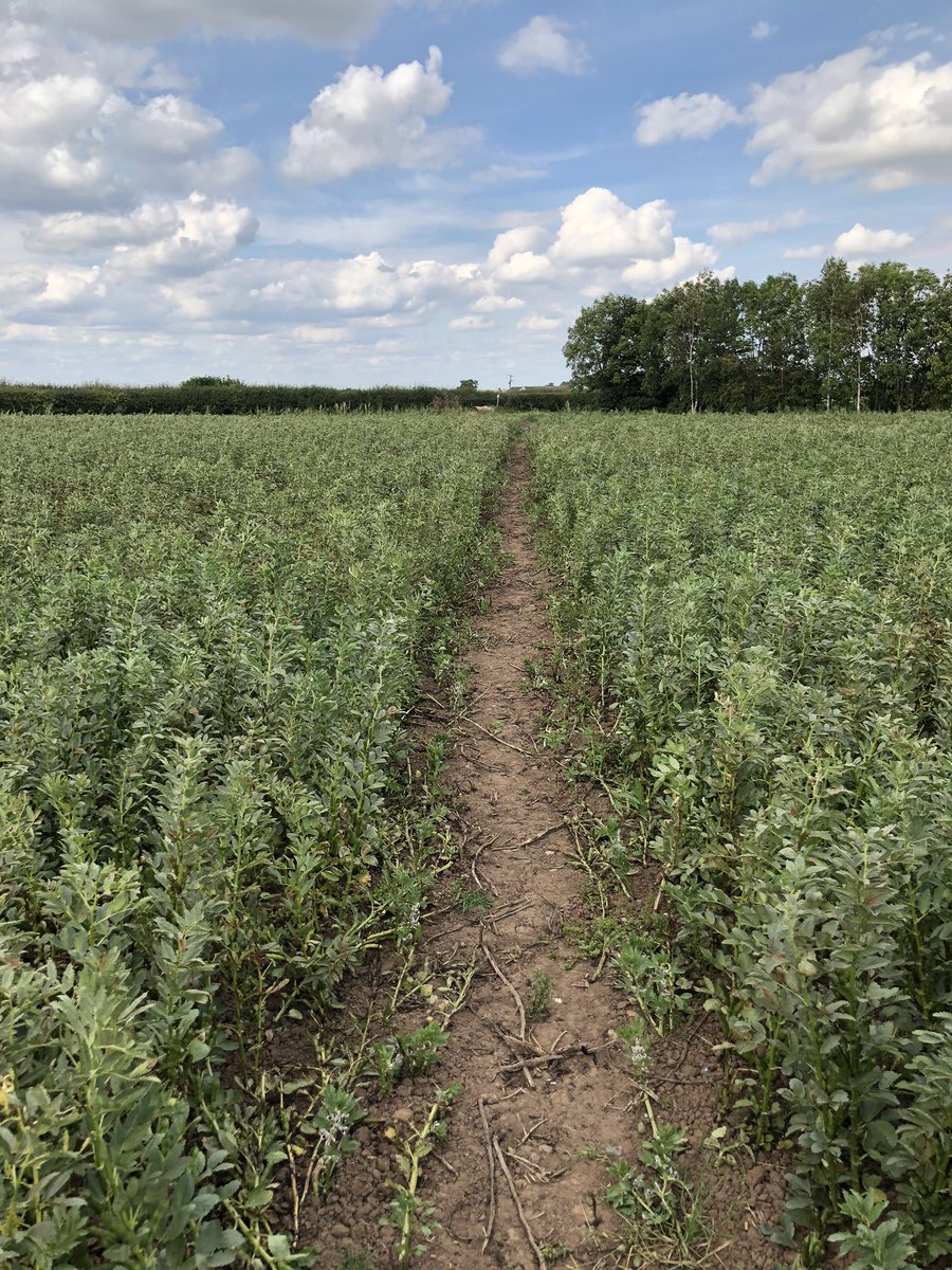 cotgraveroad's tweet photo. @NottsCC Many thanks to the Notts Rights of Way Team for contacting the landowner to get the footpath restored. The same field has another path running in a different direction that is clear, so not sure why one path is OK and the other not... https://t.co/WQsYBAB2G0