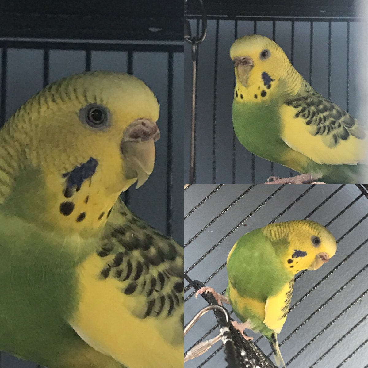 Voluptuousfurby's tweet photo. I’m doing a portrait series of my flock over on my personal Instagram
#flock #parront https://t.co/PgQU8okriK