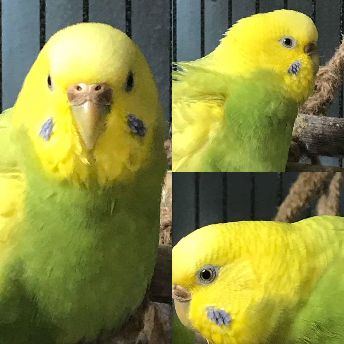 Voluptuousfurby's tweet photo. I’m doing a portrait series of my flock over on my personal Instagram
#flock #parront https://t.co/PgQU8okriK
