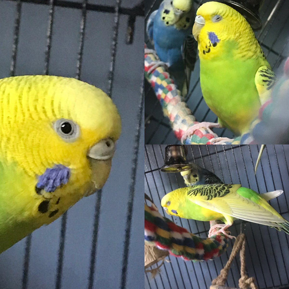 Voluptuousfurby's tweet photo. I’m doing a portrait series of my flock over on my personal Instagram
#flock #parront https://t.co/PgQU8okriK