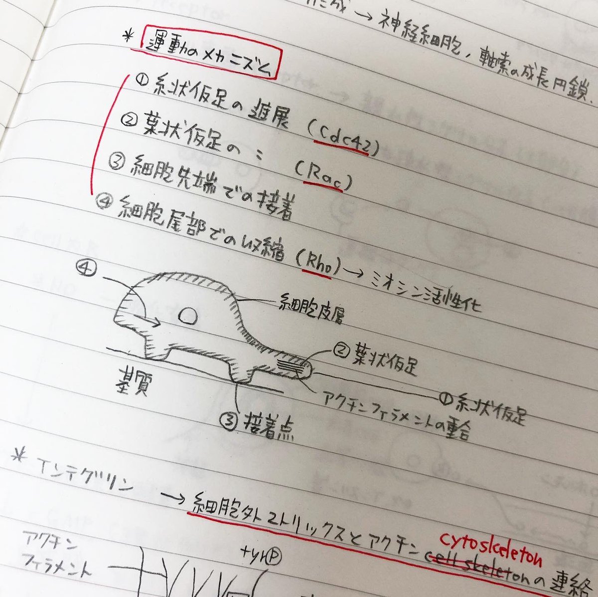 つな Twitterissa 片付けしてたら大学の時のノート出てきたー しっかりノート取ってまとめてたみたいだが 今見るとほぼ呪文なので 身についてないことは明らかwww なにこのかわいいイラスト 生き物か細胞なのかは調べないとわからんw 記憶にない 大学の