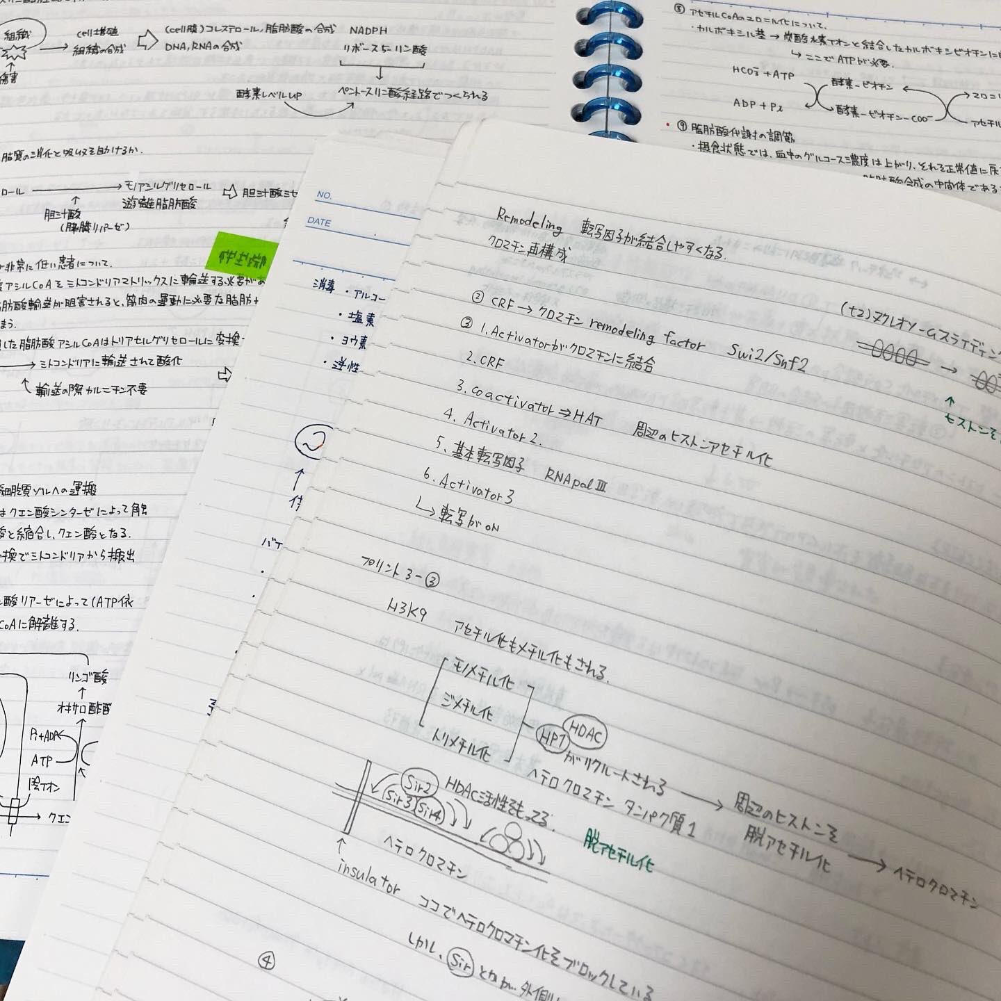 Twitter 上的 つな 片付けしてたら大学の時のノート出てきたー しっかりノート取ってまとめてたみたいだが 今見るとほぼ呪文なので 身についてないことは明らかwww なにこのかわいいイラスト 生き物か細胞なのかは調べないとわからんw 記憶にない 大学の