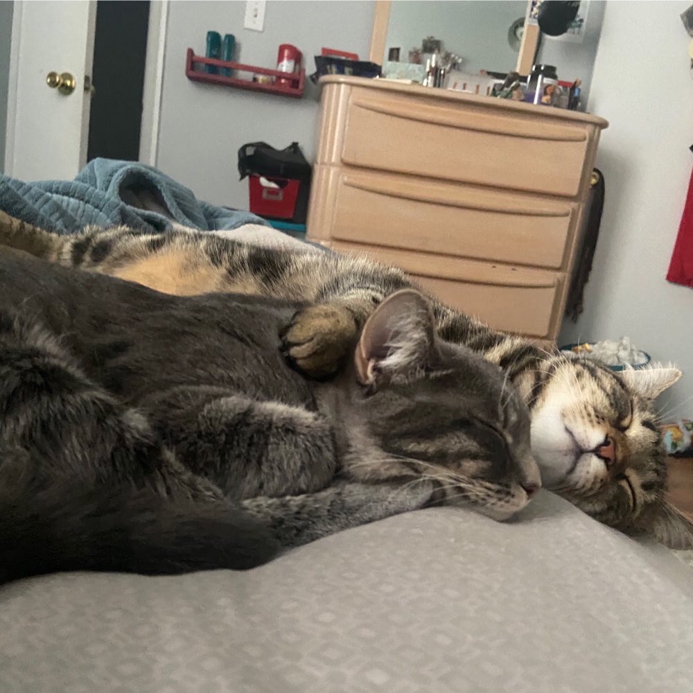 More happy tails updates: Bill and Mandy! Cool adopter (and Refuge staff member) Carly says “Their names are now Smudge and Marmalade ... They're 9 months old now, but they still play like 10 week old kittens! They love chasing each other around and chasing stuff together...” 33/