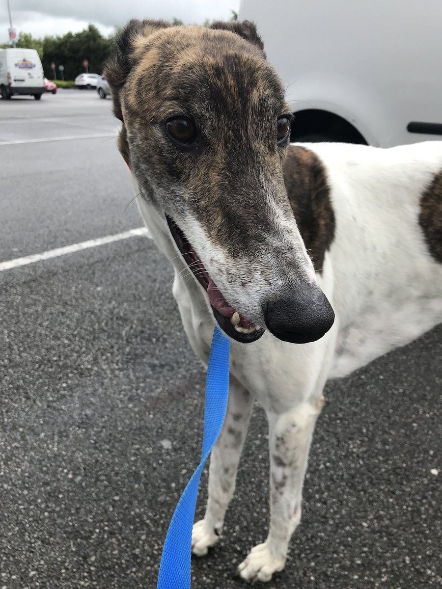 hug_info's tweet photo. Missing pet greyhound in #Kerry! Please share! Large male coursing bred greyhound Sid, recently adopted, neutered male, white &amp; dark brindle. Missing from Ardfert/Banna area since 2 August while on holidays. Ring 085 788 5440. Shy around strangers. Microchipped &amp; tag collar. https://t.co/VC1kaxsH19