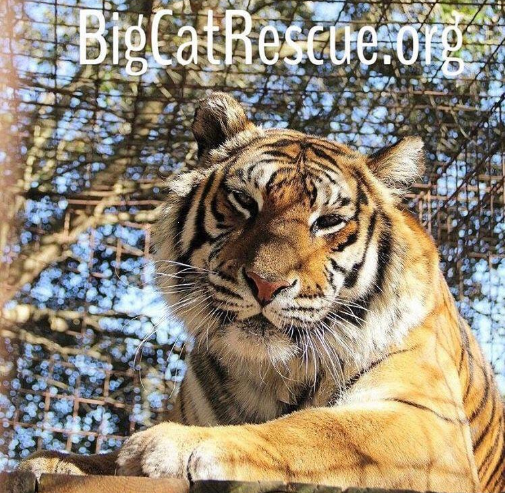 marillion13's tweet photo. LinkedIn post from @BigCatRescue:
https://t.co/z8z0PF1Y4x
#LinkedInBroken "You already shared/posted this" (a LIE) all the time when I try to share/post something, nevertheless I open/load a tab with #LinkedIn to see what´s been posted.
@LinkedInHelp https://t.co/TjqkDF7Dje