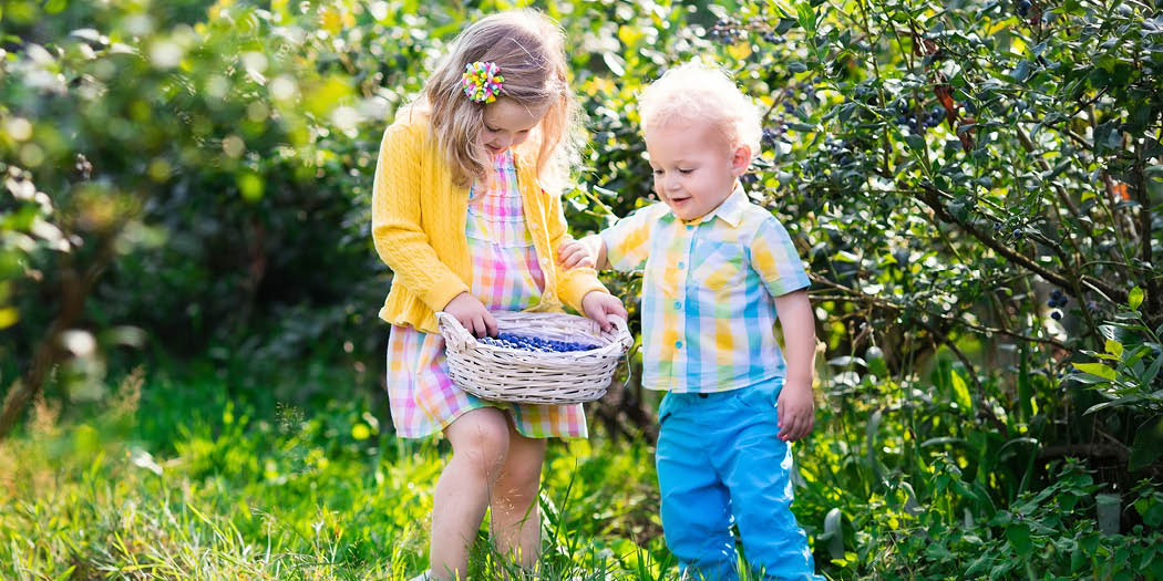 SquiresGC's tweet image. Harvest blueberries now - look for the plumpest, softest berries, with the darkest blue-black colour. 
 
Make healthy blueberry muffins, add them to a smoothie or morning porridge.

Home-grown garden produce is wonderful, eating it is even better

#gardencookbook #ilovegardening