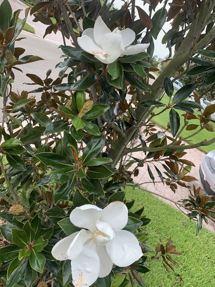 DarrellSchwartz's tweet photo. Beautiful Magnolia Tree Blooms during the storm yesterday. https://t.co/0NN6iZkUMP