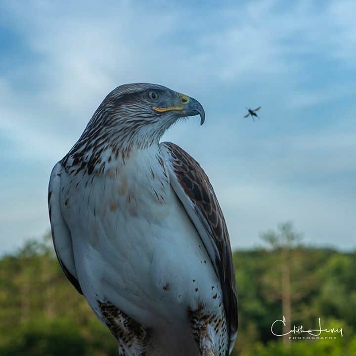Edithlevy21's tweet photo. Snack Time?
..
..
#hawk #muskoka #hawksofinstagram #birdportrait #instanature #naturelover #creativecontentbuilders #ig_myshot #natgeoyourshot #natgeowildlife https://t.co/YIXg9akpj7