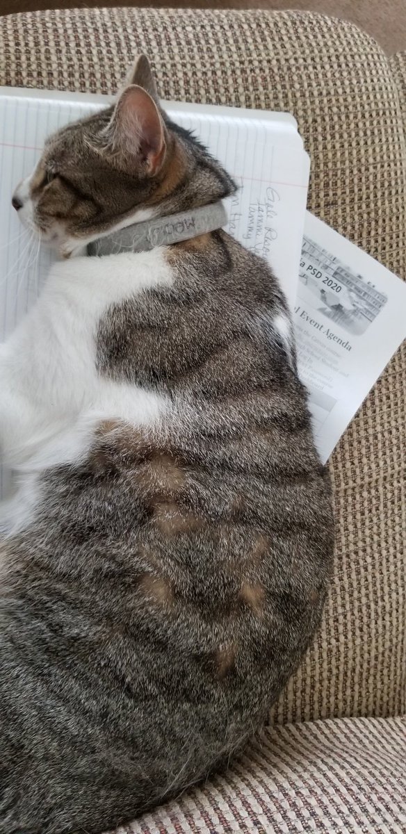 DavidsenMedia's tweet photo. My coworker is limiting access to my files during #ProfessionalStudyDay @hubofschool @DavidsenDragons #catslife @GaleSchools https://t.co/F7xZx5oVMD