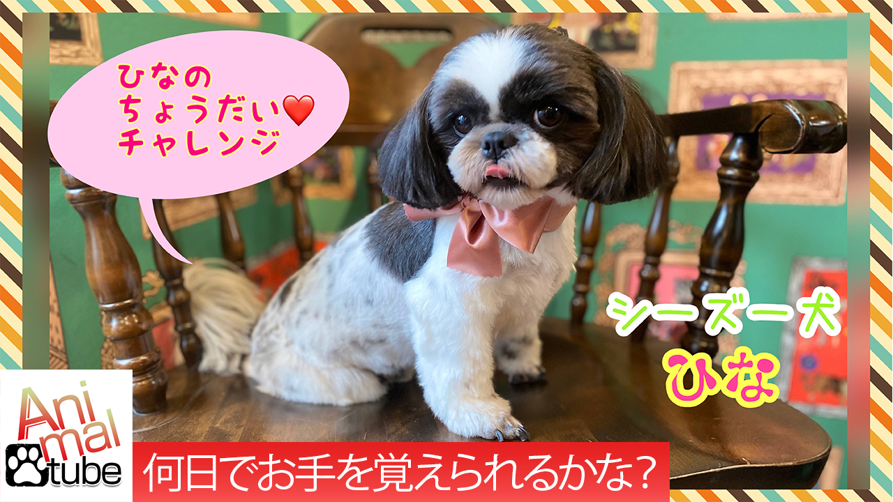 おもちーず Omochiiiizoo Twitter